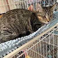 adopt-pet