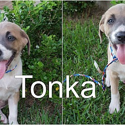 Thumbnail photo of Tonka #3