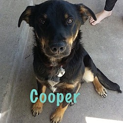 Photo of Cooper
