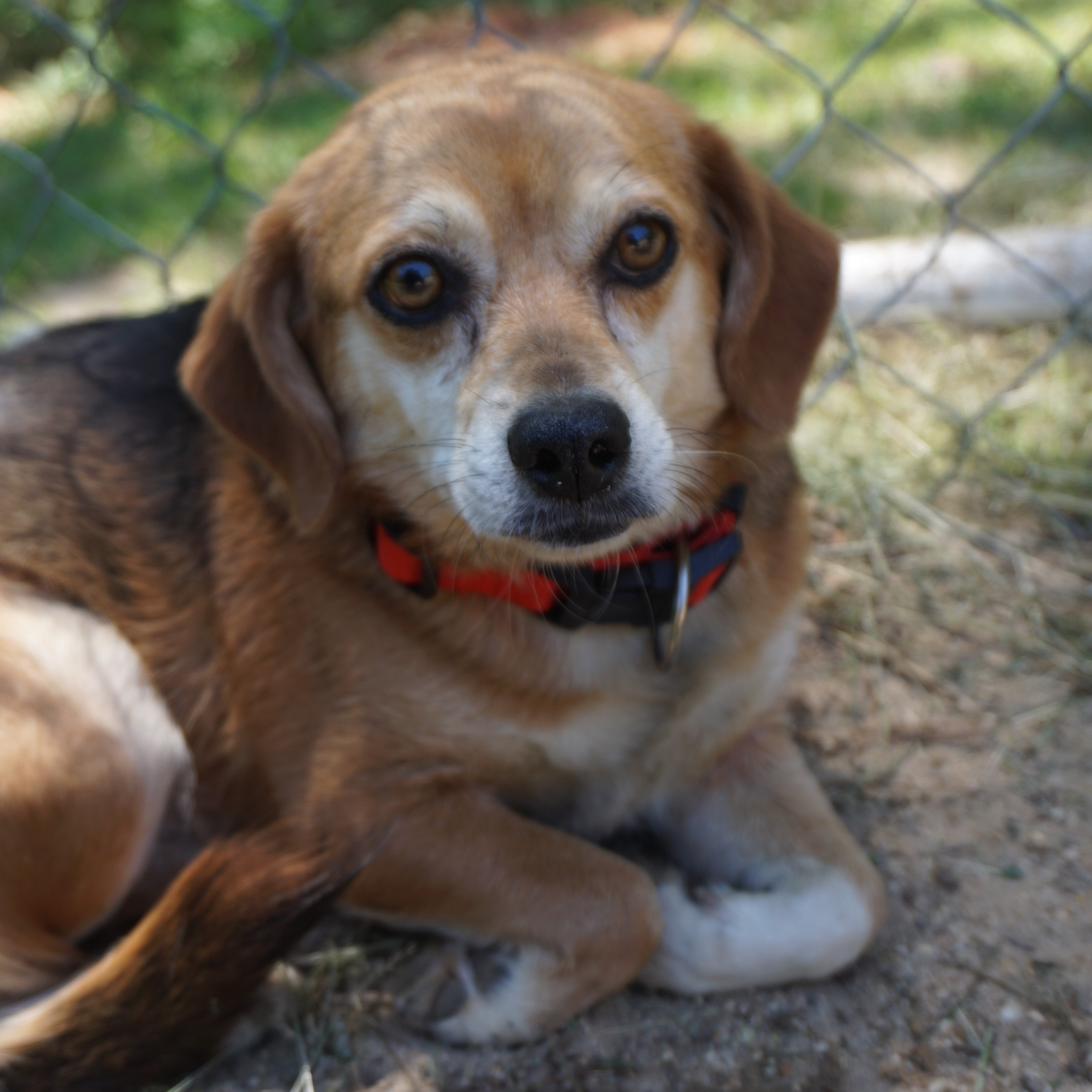 Minneapolis Mn Beagle Meet Ruby A Pet For Adoption