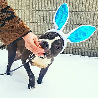 dog bubbles petsmart