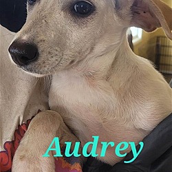 Photo of Audrey