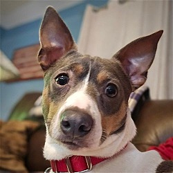 Coal hill discount rat terriers