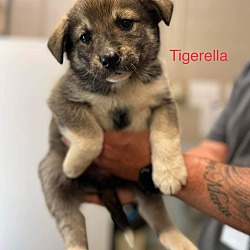 Photo of Tigerella