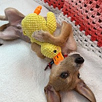 adopt a pet