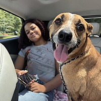 adopt a pet