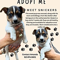 adopt a pet