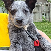 adopt a pet