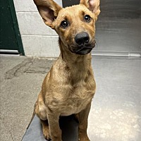 adopt a pet