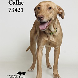 Thumbnail photo of Callie  (Foster Care) #4