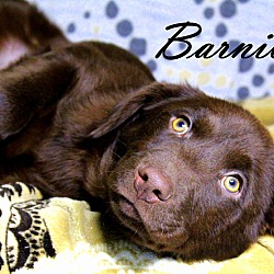 Thumbnail photo of Barniby~adopted! #2