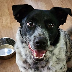 Dog for adoption - Jersey, an Australian Cattle Dog / Blue Heeler in  Peoria, IL