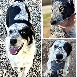 Thumbnail photo of Blue Heeler pups #1