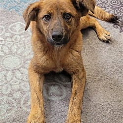 Thumbnail photo of Roxy(Adoption fee $300) #1