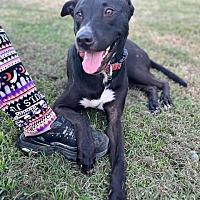 adopt-pet