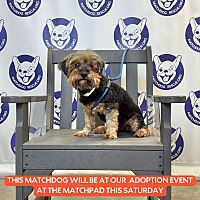 adopt a pet