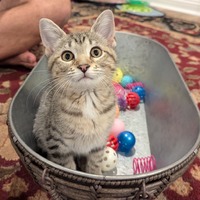 adopt a pet