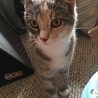 adopt a pet