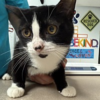 adopt a pet