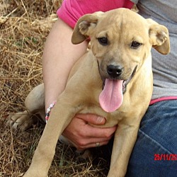 Thumbnail photo of Takota (14 lb) Pretty Pup! #1