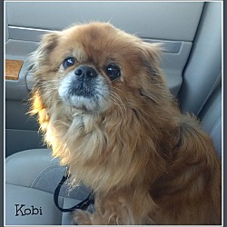 Thumbnail photo of KOBI #2