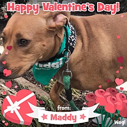 Thumbnail photo of MADDY #3