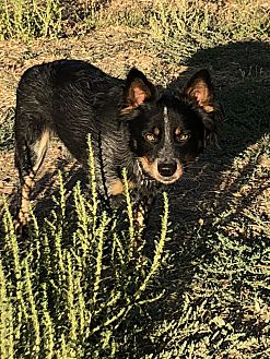 bravecto for dogs petsmart