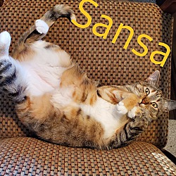 Thumbnail photo of Sansa (ADOPTED!) #2