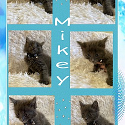 Thumbnail photo of Mickey #2