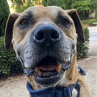 adopt a pet