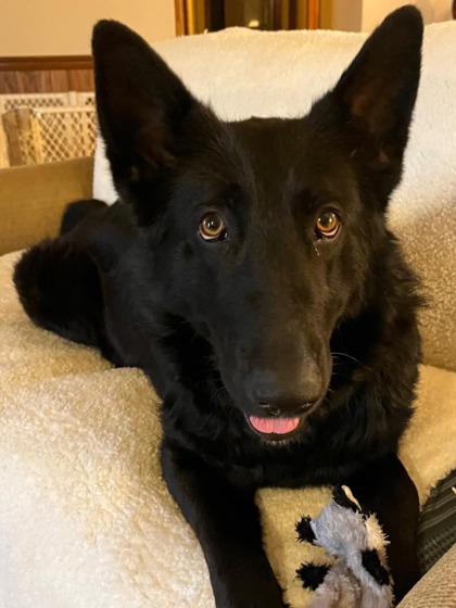 tryon-nc-german-shepherd-dog-meet-alexie-a-pet-for-adoption