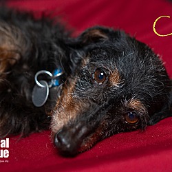 Thumbnail photo of Curly #4
