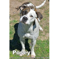 Photo of POSEY