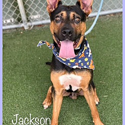 Photo of JACKSON-see video