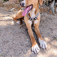 adopt a pet