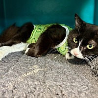 adopt a pet