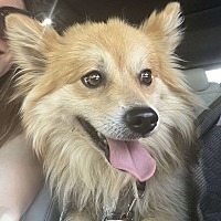 adopt-pet