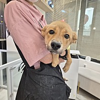 adopt-pet