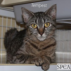 Thumbnail photo of Tempest #2