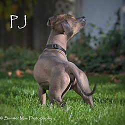 Thumbnail photo of PJ #3