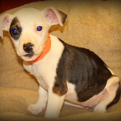 Thumbnail photo of Darla~adopted! #4