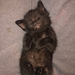 Thumbnail photo of Various Kittens 2019 a3 #2