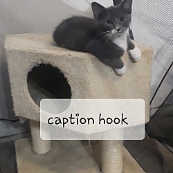 Photo of Caption Hook