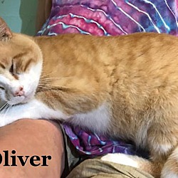Thumbnail photo of Oliver #2