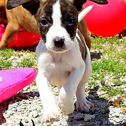 Thumbnail photo of Nugget~adopted! #4