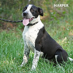 Photo of Harper