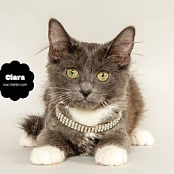 Thumbnail photo of CLARA #2