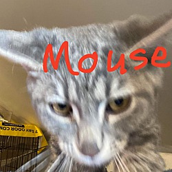 Thumbnail photo of Mouse #1