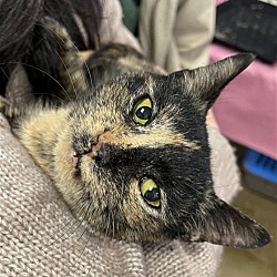 Thumbnail photo of Amira: Gorgeous and super affectionate tortie #1