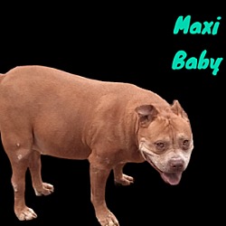Thumbnail photo of Maximus #1